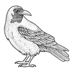 Raven Hand-Drawn Vector, Graphic Style, Cartoon Illustration, Black and White, Sketch Style, Isolated on White Background