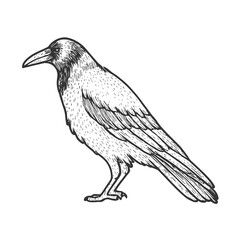 Raven Hand-Drawn Vector, Graphic Style, Cartoon Illustration, Black and White, Sketch Style, Isolated on White Background