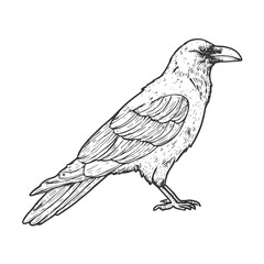 Raven Hand-Drawn Vector, Graphic Style, Cartoon Illustration, Black and White, Sketch Style, Isolated on White Background