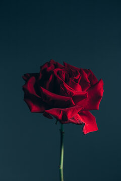 A dark red rose with intricate petal details