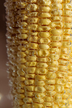 Close-up of a golden corn cob immersed in water