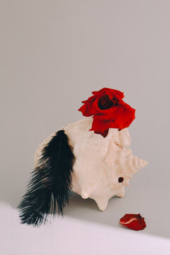 A white seashell decorated with a bright red rose