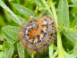 Fototapeta premium Close up photography of drinker moth caterpillar Euthrix potatoria lying curled up on leaf, covered in dew drops. Black body, yellow dotted stripes, long hair, green leafs in dew