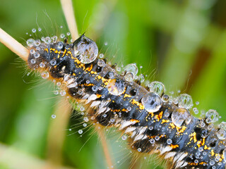 Close up photography of drinker moth caterpillar Euthrix potatoria lying on grass blade, covered in dew drops. Black body, yellow dotted stripes, long hair, big water drops, blurred green background
