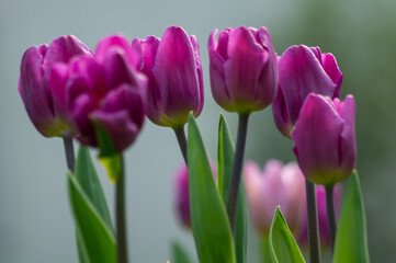 purple tulips in a garden