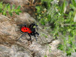 Photo of ladybird spider Eresus kollari of intense red velvety body with four black spots or dots, legs black. Spider is hiding between vegetation and rocks in south European grassland

