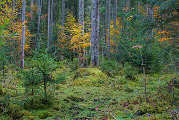 A vibrant carpet of moss covers the forest floor, interspersed with fallen leaves in shades of gold and amber. Mighty tree trunks reach toward the sky, while smaller evergreens add depth to the scene.