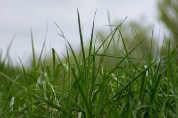 green grass with drops
