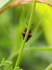Funny close up picture of black and red beetle holding thin green grass blade. Beetle is wider than a blade. Green grass blade, black and red insect and green blurred background