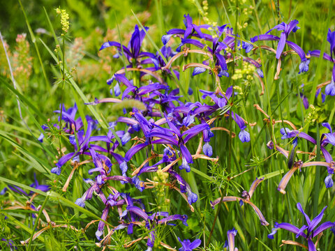 Nature photography of wild iris flowers, blooming purple and violet in group among green branches and grass. Hue intense colors