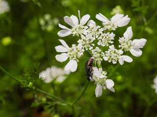 close-up picture of white laceflower Orlaya grandiflora blooming flower with white delicate petals. Green blurred background