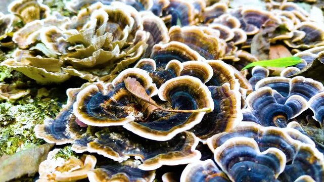 A closeup of Turkey tail Mushroom Covering a logs.  Brown shelf mushroom growing on a tree trunk in a forest