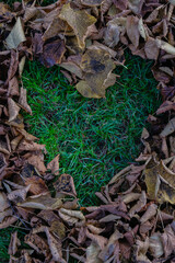 Heart shape formed by dry leaves on green grass, nature concept