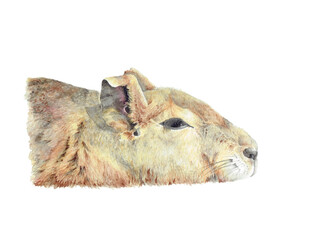 Watercolor illustration, without background, of a mara, Patagonian hare or Creole hare (Dolichotis patagonum) in adulthood, looking tired