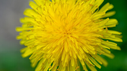 Yellow dandelion close-up. Plants are weeds. Urban, field and meadow flowers
