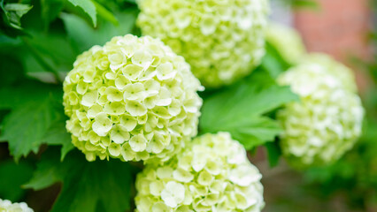 Viburnum opulus, guelder-rose or guelder rose is Old World species of flowering plant in family Adoxaceae. Garden plants and floriculture or flower growing