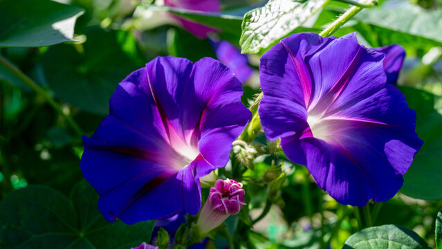 Decorative flower Ipomoea is the largest genus in plant family Convolvulaceae. Garden plants and floriculture or flower growing