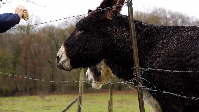 vid&eacute;o avec une personne donnant du pain &agrave; ses &acirc;nes, par temps gris en hiver, vid&eacute;o tr&egrave;s courte, pour changement plan par exemple