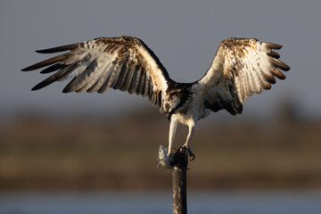 Bird of prey, Osprey (Pandion haliaetus) in the Sardinian marshes. Italy.