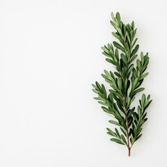 Fototapeta premium january minimalism isolated on white background 