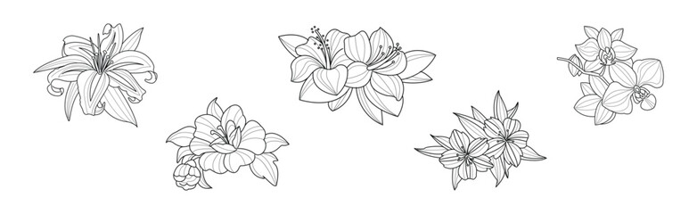 Blooming Flower and Lush Garden Flora Line Vector Set