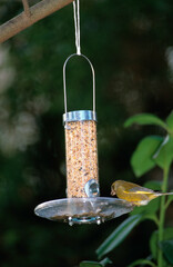 Verdier d'Europe,.Chloris chloris, European Greenfinch, nourrissage, mangeoire, graines