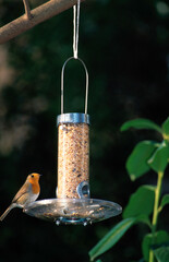 Rougegorge familier,  mangeoire, graines,.Erithacus rubecula, European Robin