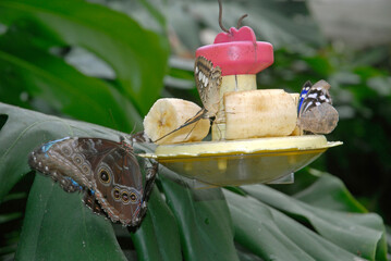 Papillon hibou, Caligo beltrao, nourrissage, Amérique du Sud