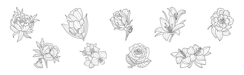 Blooming Flower and Lush Garden Flora Line Vector Set