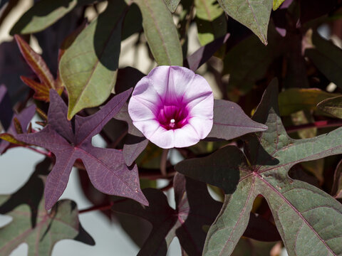 Blacky Sweet Potato Vine's or ipomoea batatas 'Blackie' with funnel-shaped, pale lilac flowers with dark purple centres between deeply cut lobed purple-black foliage