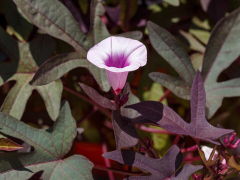 Blacky Sweet Potato Vine's or ipomoea batatas 'Blackie' with funnel-shaped, pale lilac flowers with dark purple centres between deeply cut lobed purple-black foliage