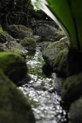Forest Stream