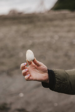 Sea Shell