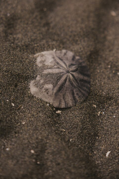 Sand Dollar