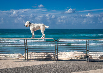 A large, fluffy, white dog stands on the railing at the promenade, with a view of the rocky shore,...