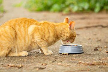 Um gato ruivo, comendo ração no potinho, na calçada de concreto, com fundo desfocado.