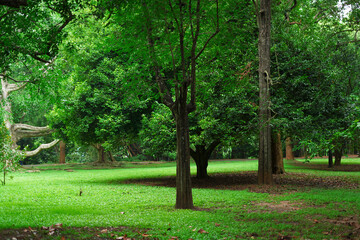 tree and grasses ground in the park