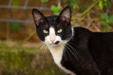 Close up em um gatinho frajola, nas cores preto e branco, fofo e sem-teto, com fundo desfocado.