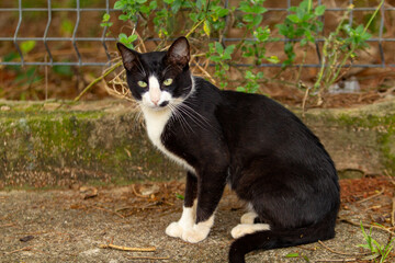 Um gato frajola, nas cores preto e branco, fofo e sem-teto.