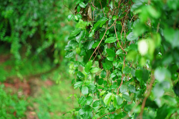 green leaf in the garden 