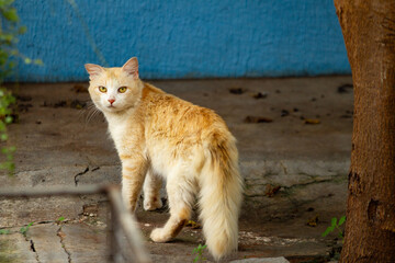 Um gatinho ruivo, fofo e sem-teto no quintal, olhando para a câmera.