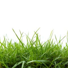 Obraz premium Fresh green grass isolated on white background. Close up. Studio shot.
