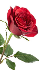 Fototapeta premium single red rose