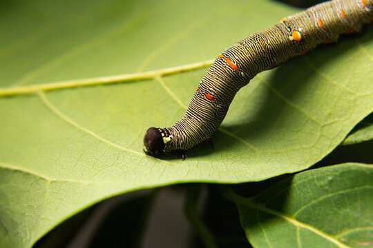 Uma lagarta caminhando sobre uma folha verde com fundo desfocado.