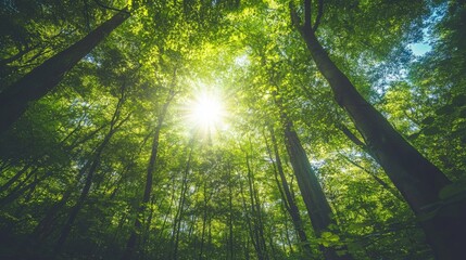 Sunlit Forest Canopy: Vibrant Green, Serene Nature Photography