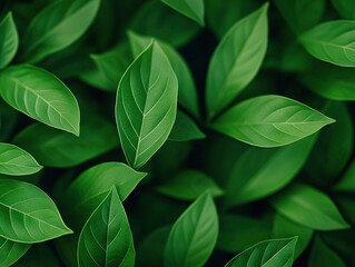 Obraz premium Lush green leaves forming dense canopy in natural sunlight, showcasing vibrant foliage beauty