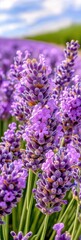Obraz premium Serene lavender field glowing in soft purple hues during golden hour in a tranquil countryside setting