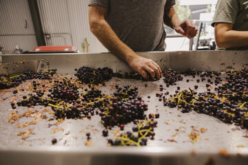 Wine Making Process