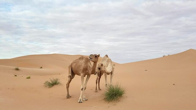 Two Middle Eastern camels in the desert in UAE