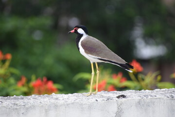 The red-wattled lapwing is an Asian lapwing or large plover, a wader in the family Charadriidae. Like other lapwings they are ground birds that are incapable of perching. 